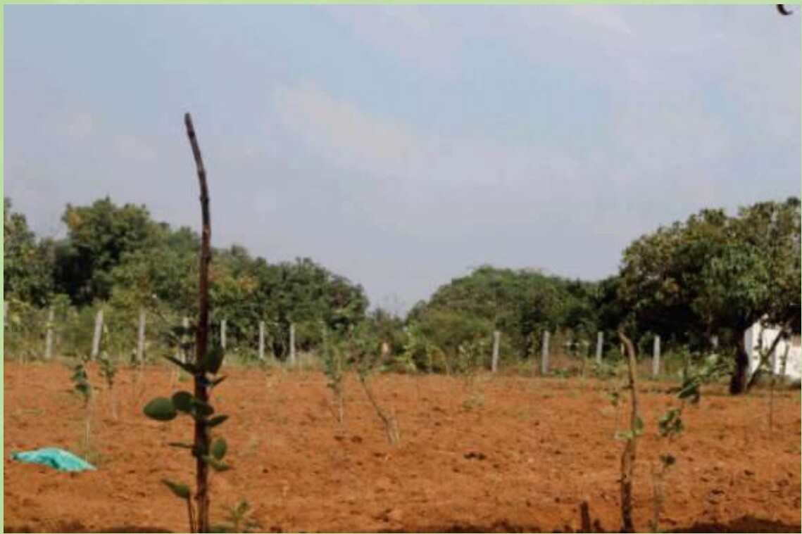 Farming & plantation